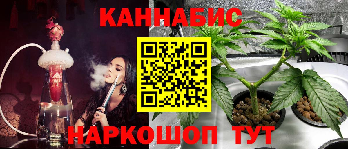 Бошки Шишки планчик Кингисепп